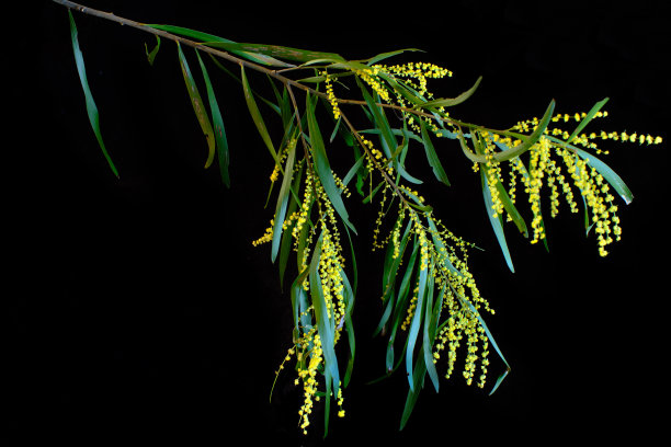 开花金合欢图片下载