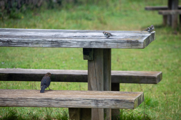 黑鸟和雀图片下载