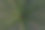 背景与自然的树叶图案。一张床单的特写图片。与大自然壁纸。图片下载