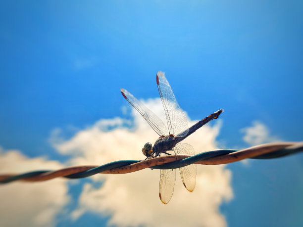 蜻蜓在电线上图片下载