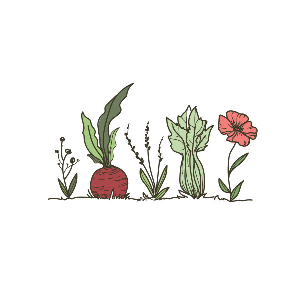 植物和蔬菜的生长图片下载