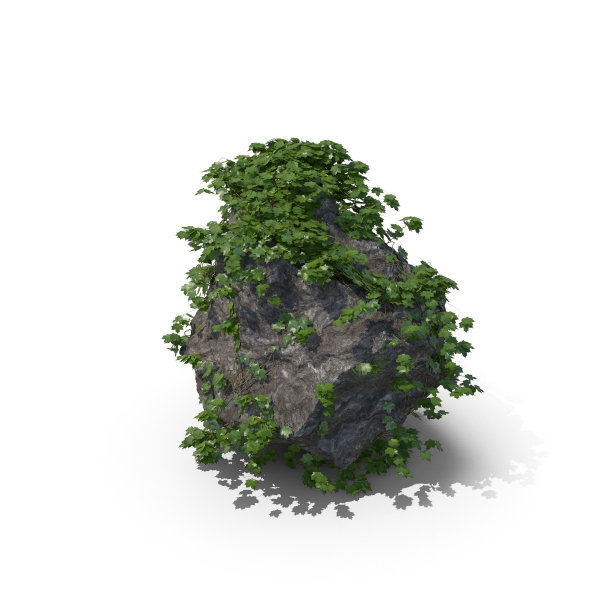 常春藤图片下载