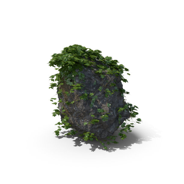 常春藤图片下载