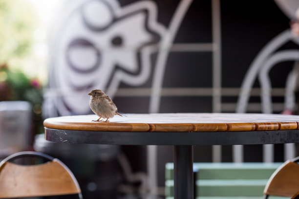 一只麻雀在夏日阳台上的户外咖啡馆里觅食。鸟儿们坐在一张桌子和一把椅子上。图片下载