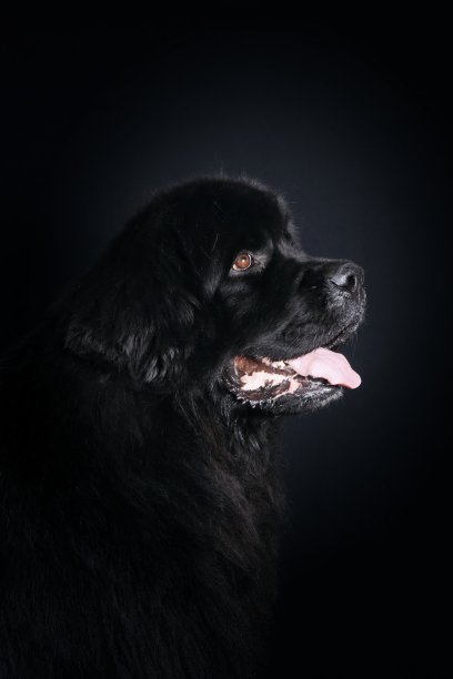 黑狗画像图片下载