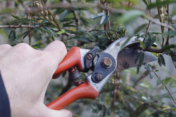 修枝剪图片下载