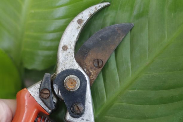 修枝剪图片下载