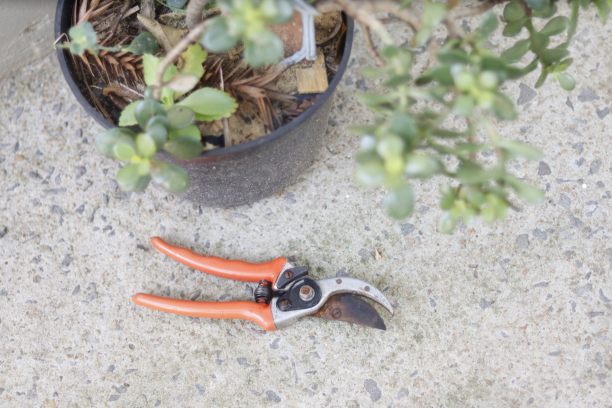 修枝剪图片下载