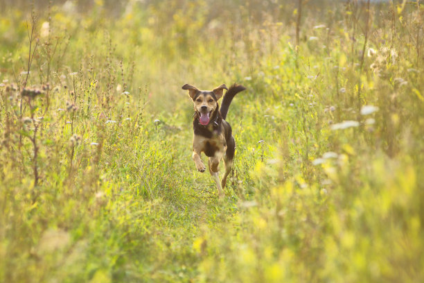 夏天，一只立陶宛猎犬的小狗在田野和草地上飞快地奔跑图片下载