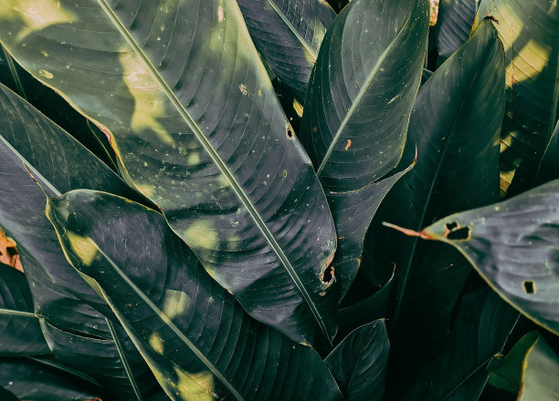 绿叶图案背景，棕榈叶自然深绿色背景。图片下载