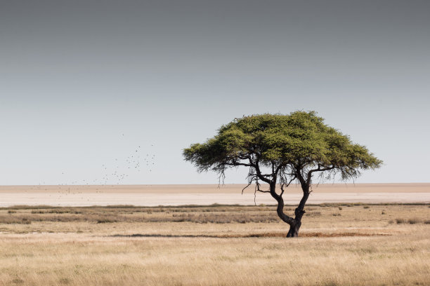 纳米比亚埃托沙国家公园，开阔草原上的大金合欢树图片下载