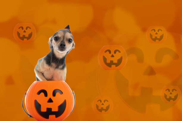 万圣节狗，南瓜和快乐的小狗在橙色的背景，宠物食品，兽医诊所，节日折扣的概念，复制空间图片下载