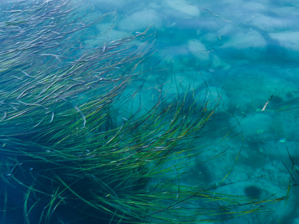 日本海的藻类。图片下载