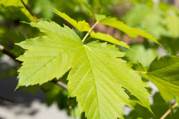 梧桐树的绿叶在春天，非常细致的查看图片下载