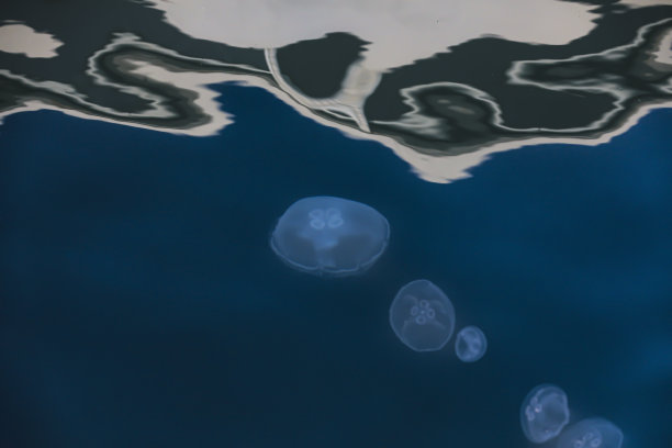 深蓝色大海里的水母图片下载