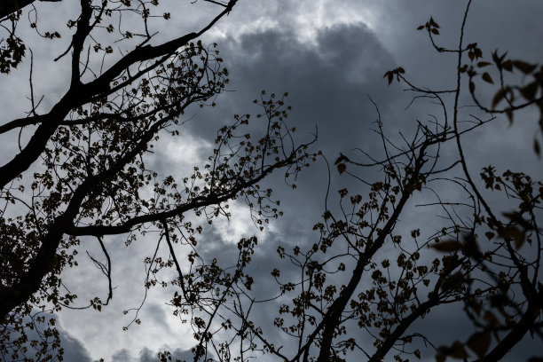 从光秃秃的树后面看，深灰色的云向前移动，覆盖了傍晚的天空图片下载