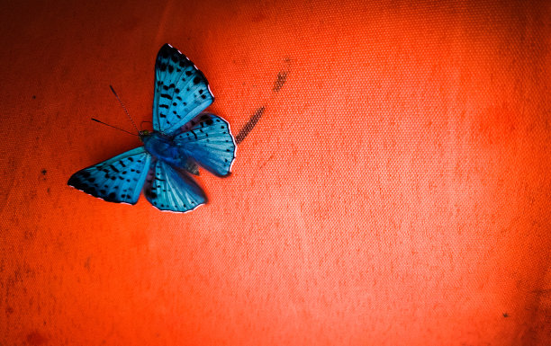 橙色背景上的蓝蝴蝶图片下载