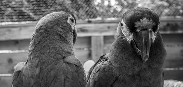 两只鸟，真正的朋友图片下载