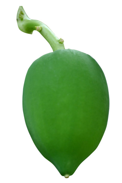 特写绿色成熟的木瓜与枝条柔和的焦点自然绿色白色背景。图片下载