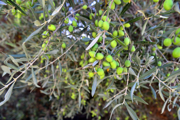 青橄榄挂在树枝上图片下载