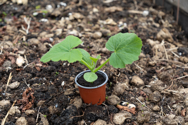 南瓜苗图片下载