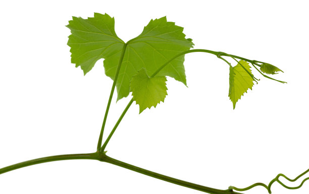 孤立在白色背景上的葡萄藤枝。葡萄葡萄。年轻的卷须和葡萄藤。春天。绿色植物图片下载