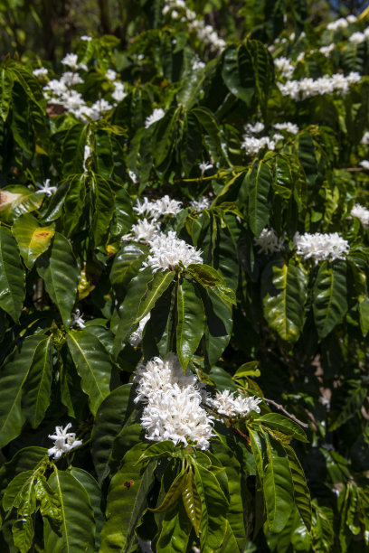 有白色花朵的咖啡树树枝-库存照片图片下载