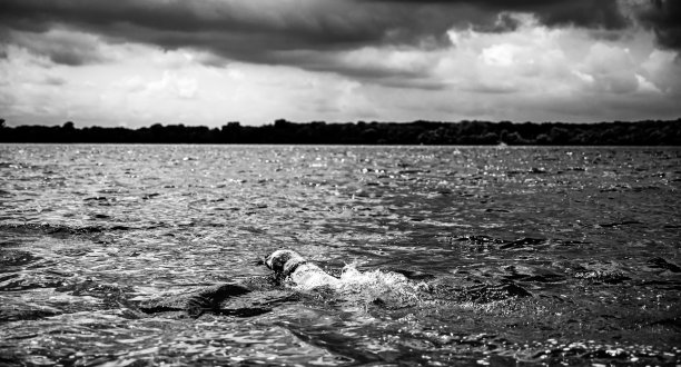 狗狗在一个开放的湖游泳与咀嚼玩具。图片下载