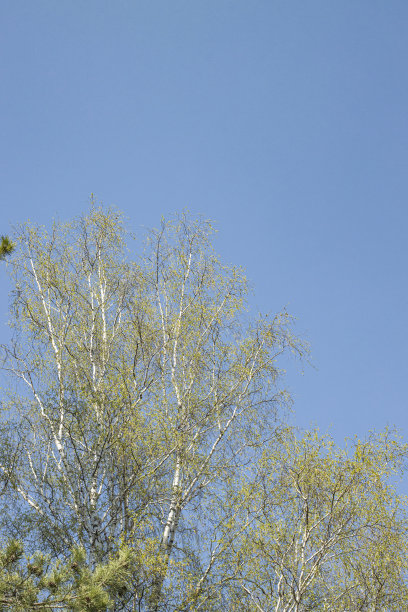 美丽的树，年轻的春天绿叶衬托着美丽的蓝天图片下载