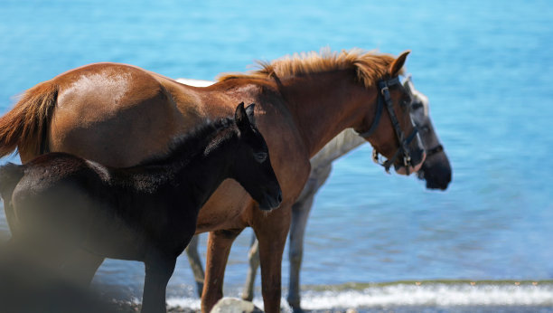在一个阳光明媚的日子里，海滩上一匹马和一匹黑色的小马驹的特写图片下载