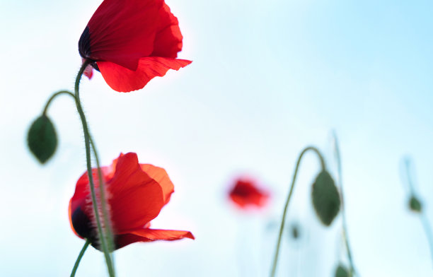 日落的罂粟田，美丽的红色花朵被夕阳背光。自然背景。美丽的夏天的风景。图片下载