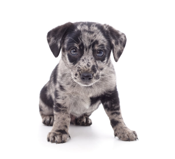 一只有斑点的小狗横着站着。图片下载