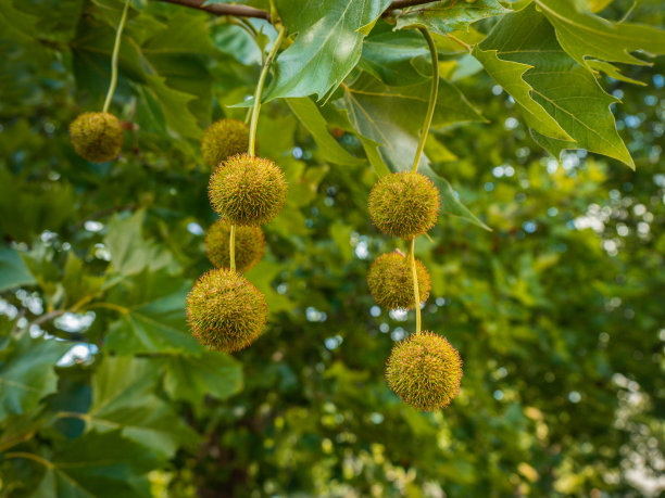 黄圆的梧桐树果实挂在小树枝上。图片下载