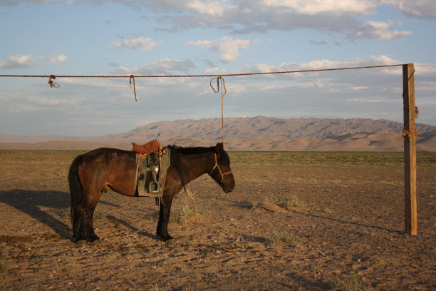 一匹强壮的蒙古马在荒凉的沙漠，戈壁，蒙古。图片下载