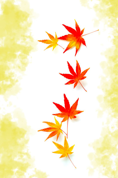 枫叶与金色背景图片下载