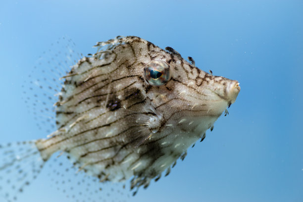 鳞鲀鱼游泳图片下载