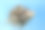 鳞鲀鱼游泳图片下载