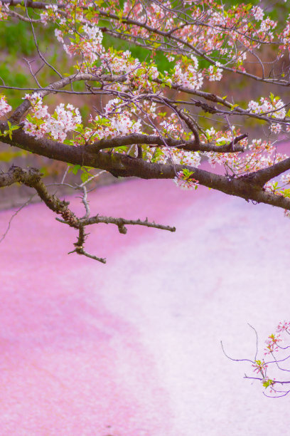 樱花图片图片下载