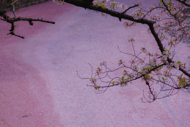 樱花图片图片下载