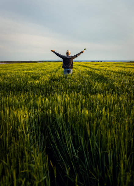 夕阳西下，老农站在大麦田里，张开双臂。图片下载