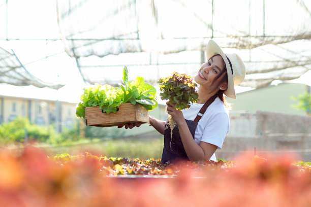 农场主在温室里工作，照料蔬菜或栽培植物。农业中的亚洲妇女园丁。水培农业系统图片下载