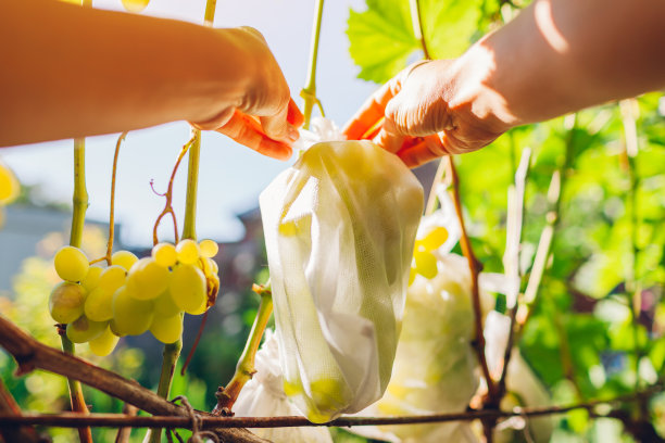 在秋天的花园里，园丁把保护织物袋放在一串绿色的喜乐葡萄上。从昆虫和鸟类手中拯救水果图片下载