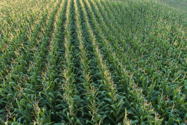 玉米田的鸟瞰图图片下载