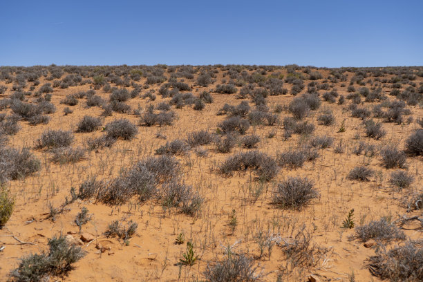 亚利桑那州的空旷沙漠中有一些植物图片下载