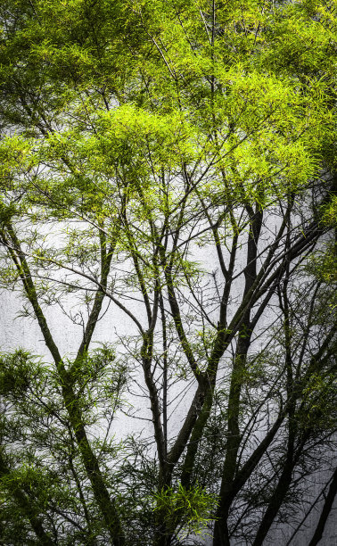 后院的设计元素图片下载