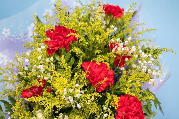 红色康乃馨与绿色叶子在蓝色背景的花束图片下载