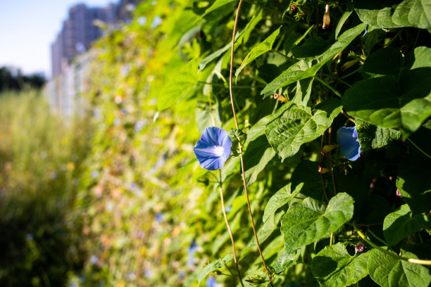 紫外光牵牛花花在绿色的田野图片下载
