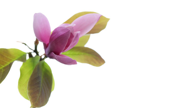 完美的玉兰花在春天开放图片下载