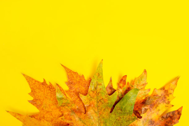 秋天飘落的彩色树叶在黄色背景与复制空间图片下载