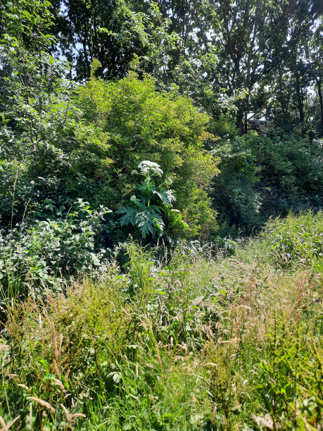 Nieuwerkerk aan den IJssel公园Hitland路边的野生猪草图片下载